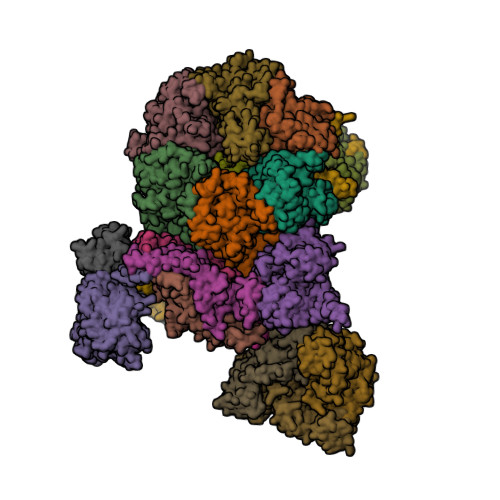 RCSB PDB - 8B9D: Human replisome bound by Pol Alpha