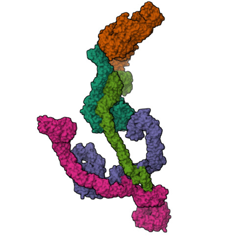 RCSB PDB - 8BDA: IFTA Complex In Anterograde Intraflagellar Transport ...