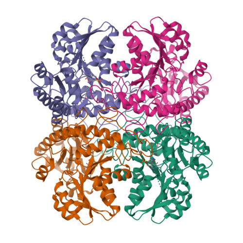 Rcsb Pdb 8biz Cystathionine Gamma Lyase From Toxoplasma Gondii In Complex With Cysteine 0865