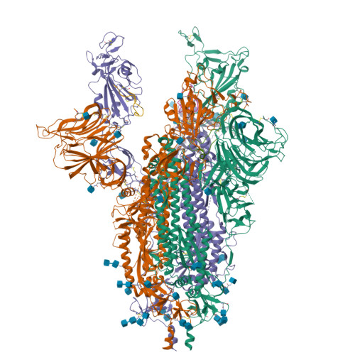 RCSB PDB - 8BON: Structure of the SARS-CoV-2 spike glycoprotein in ...