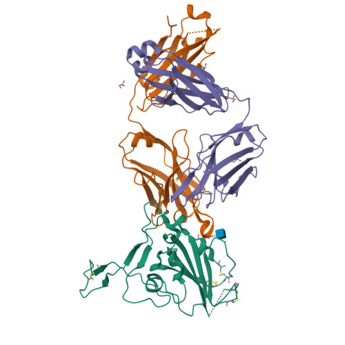 RCSB PDB - 8BSF: CRYSTAL STRUCTURE OF SARS-COV-2 RECEPTOR BINDING ...