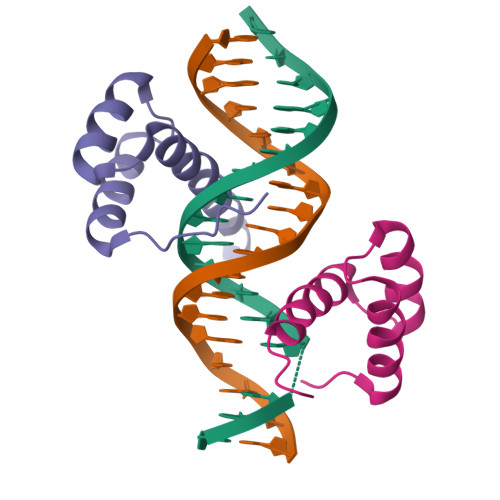 RCSB PDB - 8BYX: HOXB13-homodimer bound to DNA