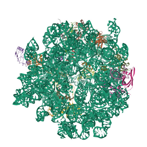 RCSB PDB - 8C92: Cryo-EM captures early ribosome assembly in action