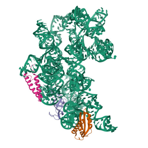 RCSB PDB - 8C9C: Cryo-EM Captures Early Ribosome Assembly In Action