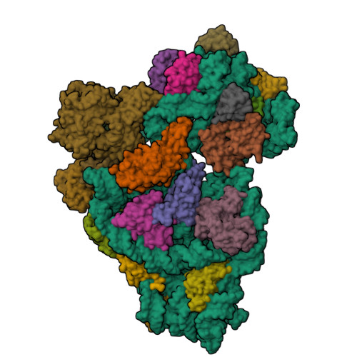 RCSB PDB - 8CDU: Rnase R bound to a 30S degradation intermediate (main ...