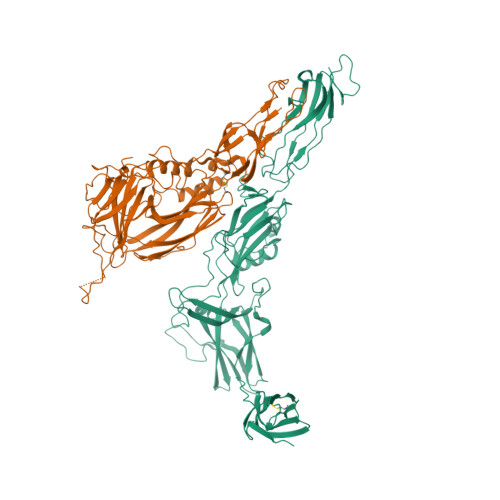 Interdigitated immunoglobulin arrays form the hyperstable surface