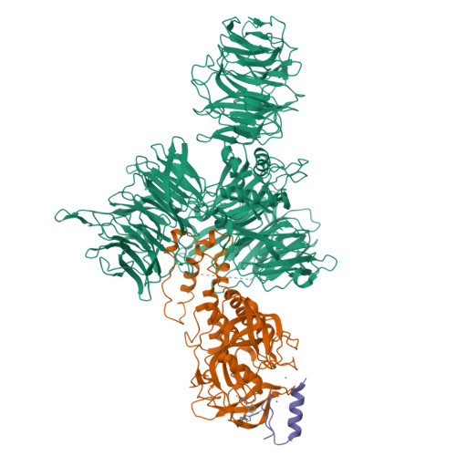 RCSB PDB - 8D7Z: Cereblon-DDB1 bound to CC-92480 and Ikaros ZF1-2-3