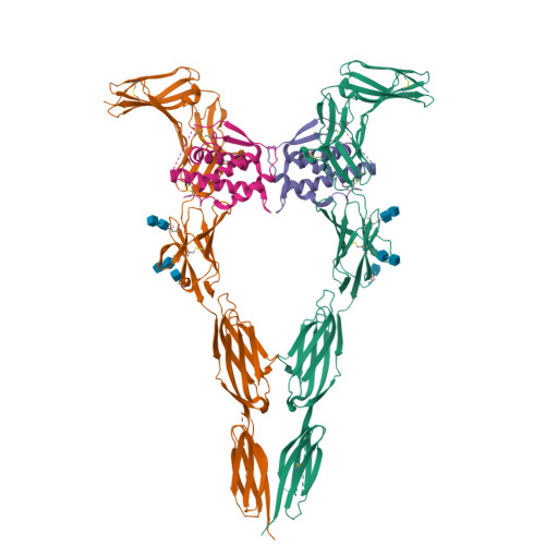 RCSB PDB - 8DFM: Ectodomain of full-length wild-type KIT-SCF dimers