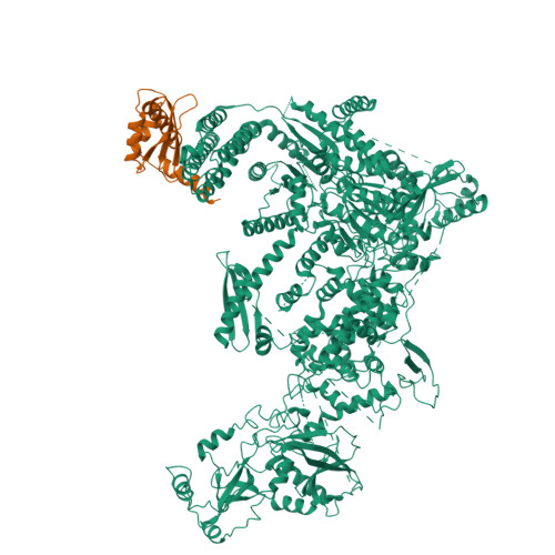 RCSB PDB - 8DGI: Structural Basis Of MicroRNA Biogenesis By Dicer-1 And ...