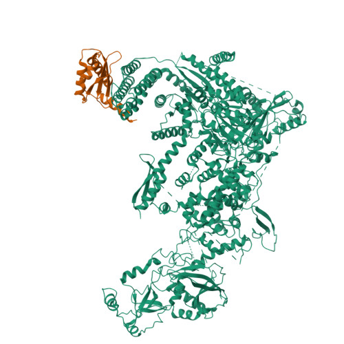 RCSB PDB - 8DGJ: Structural Basis of MicroRNA Biogenesis by Dicer-1 and ...