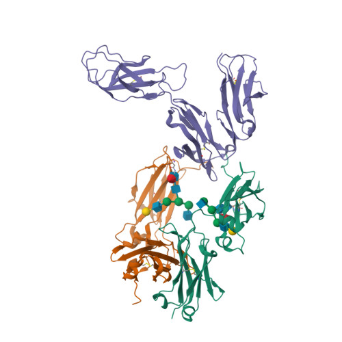 Rcsb Pdb 8dir The Complex Structure Between Human Igg1 Fc And Its