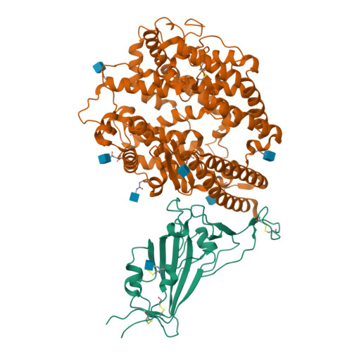 Rumページ RCSB PDB - 8DLK: Cryo-EM structure of SARS-CoV-2 Alpha (B