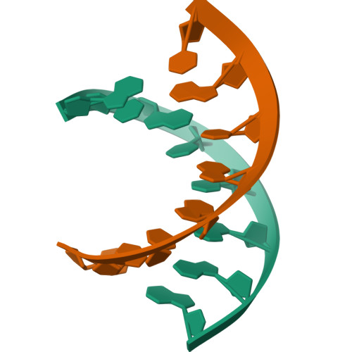 Rcsb Pdb 8drh High Resolution Nmr Structure Of The Dgcgtcaggrccugacgc Hybrid Minimized 8617