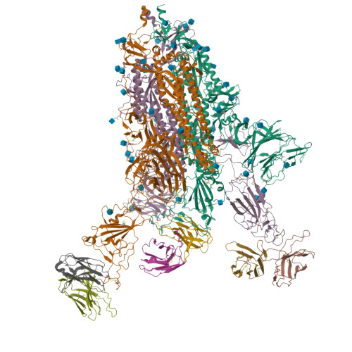 RCSB PDB - 8DXS: Cryo-EM Structure Of RBD-directed Neutralizing ...