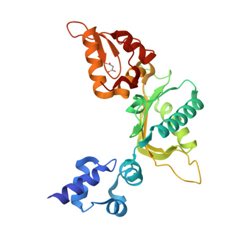 DNA polymerase beta structure