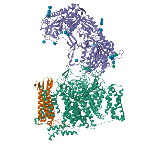 RCSB PDB - 8E56: Rabbit L-type voltage-gated calcium channel Cav1