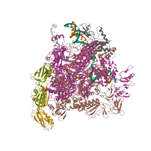 RCSB PDB - 8E6X: Escherichia coli Rho-dependent transcription pre ...