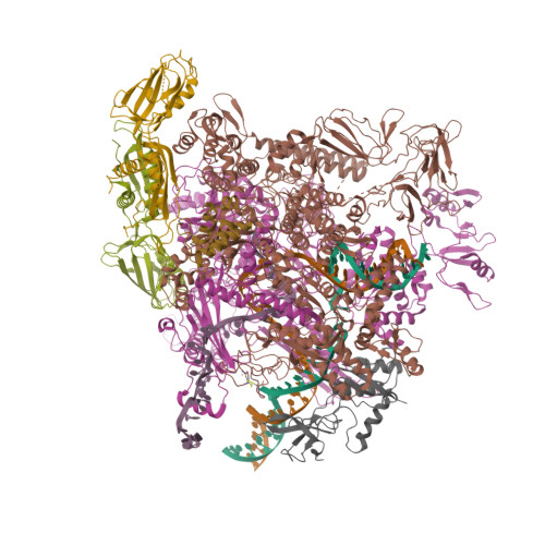 RCSB PDB - 8E6Z: Escherichia coli Rho-dependent transcription pre ...