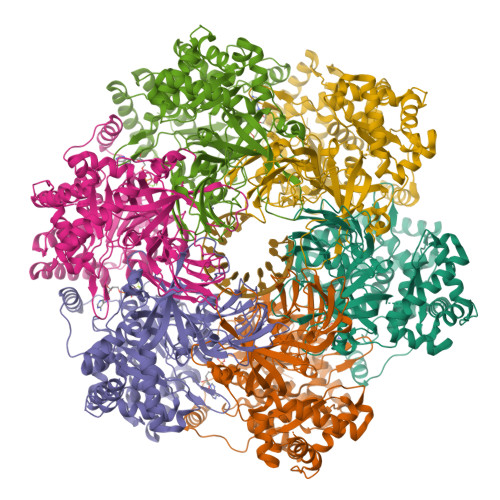 rcsb-pdb-8eah-ssomcm-hexamer-bound-to-mg-adp-befx-and-16-mer-oligo