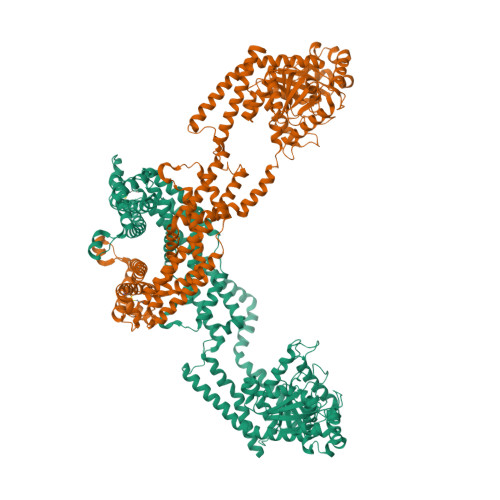 RCSB PDB - 8EF7: CryoEM of the soluble OPA1 dimer from the apo helical ...