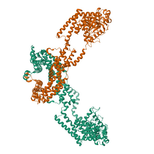 RCSB PDB - 8EF7: CryoEM of the soluble OPA1 dimer from the apo helical ...