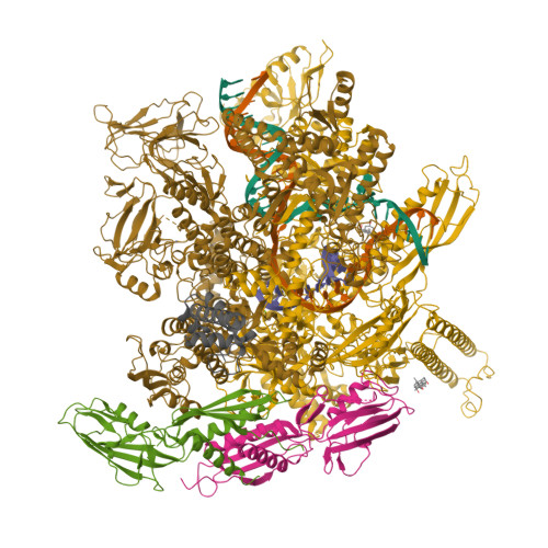 RCSB PDB - 8EGB: Cryo-EM Structure Of Consensus Elemental Paused ...