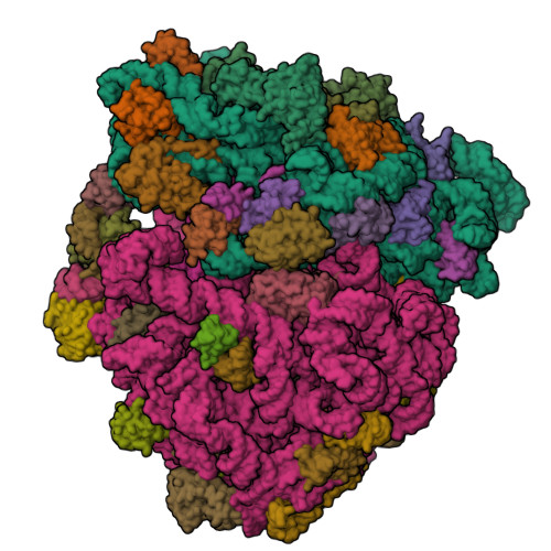 RCSB PDB - 8EKC: Escherichia coli 70S ribosome bound to