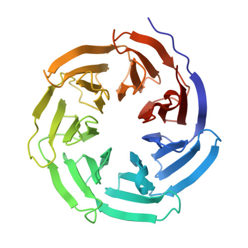 Rcsb Pdb 8enx Crystal Structure Of Beta Copi Wd40 Domain Y33a Mutant In Complex With Sars 6376