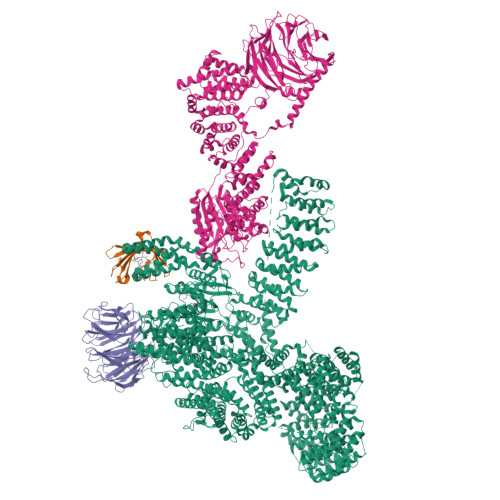 RCSB PDB - 8ERA: RMC-5552 in complex with mTORC1 and FKBP12