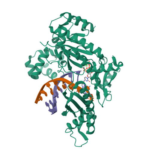 RCSB PDB - 8EVF: HUMAN DNA POLYMERASE ETA EXTENSION COMPLEX WITH AN ...