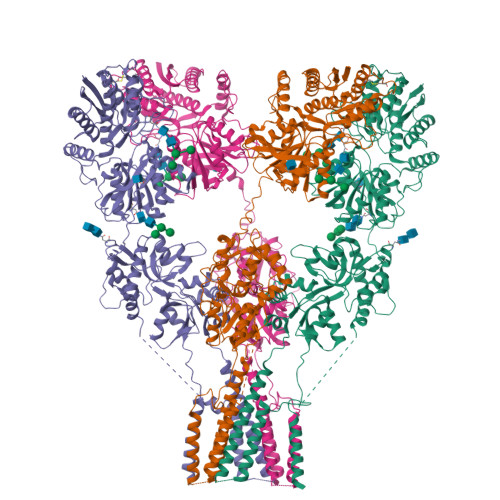 RCSB PDB - 8F0O: cryo-EM structure of homomeric kainate receptor GluK2 ...