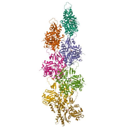 RCSB PDB - 8F8R: Cryo-EM structure of the free barbed end of F-actin