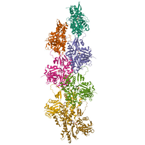 RCSB PDB - 8F8S: Cryo-EM Structure Of The Free Pointed End Of F-actin