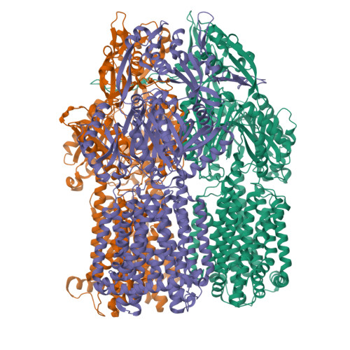 RCSB PDB - 8FFK: Klebsiella pneumoniae AcrB multidrug efflux pump