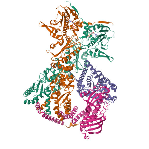 RCSB PDB - 8FFV: Cryo-EM structure of the GR-Hsp90-FKBP52 complex