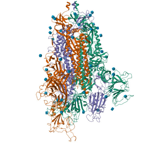 RCSB PDB - 8FU8: Structure of Covid Spike variant deltaN135 with one ...