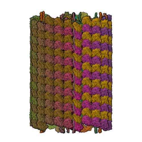 RCSB PDB - 8G2Z: 48-nm doublet microtubule from Tetrahymena