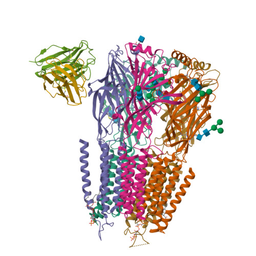 RCSB PDB - 8G5H: Native GABA-A receptor from the mouse brain