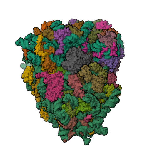 RCSB PDB - 8G5Z: mRNA decoding in human is kinetically and