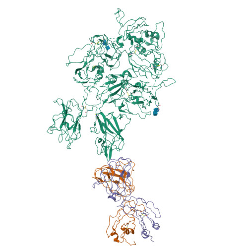 RCSB PDB - 8G6I: Coagulation factor VIII bound to a patient-derived ...