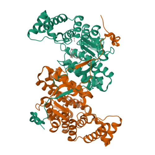 Putative citrate synthase 2 structure
