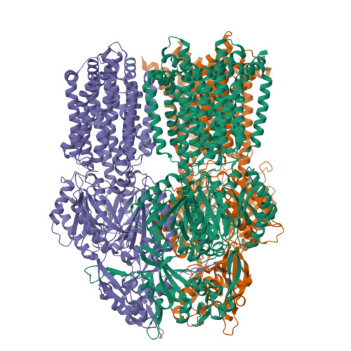 RCSB PDB - 8GJL: multi-drug efflux pump RE-CmeB bound with