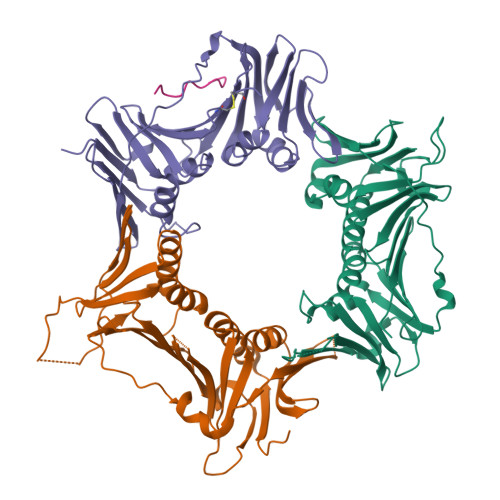 Rad1 Structure RCSB PDB - 8GNN: Crystal structure of the human RAD9-RAD1-HUS1-RAD17 ...