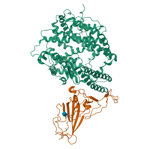 Angiotensin-converting enzyme 2 structure