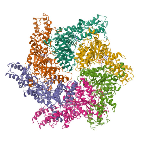 RCSB PDB - 8H3H: Human ATAD2 Walker B mutant, ATP state