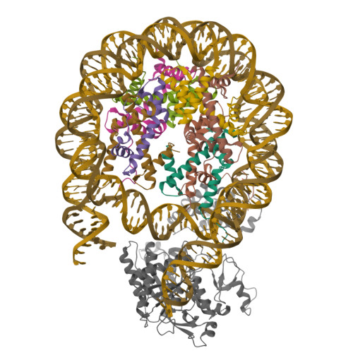 RCSB PDB - 8HAJ: Cryo-EM structure of the p300 catalytic core bound to ...