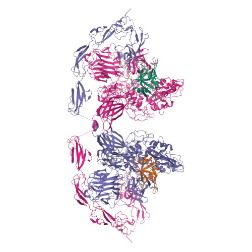 RCSB PDB - 8HGG: Structure of 2:2 PAPP-A.ProMBP complex