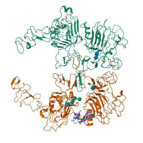 RCSB PDB - 8HGO: The EGF-bound EGFR/HER2 ectodomain complex