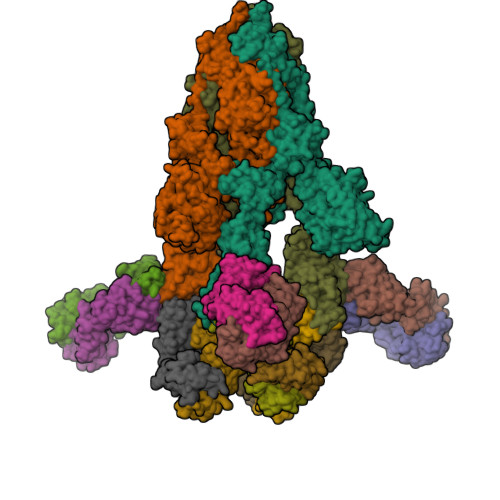 RCSB PDB - 8HP9: Cryo-EM structure of SARS-CoV-2 Omicron BA.2 S-trimer ...