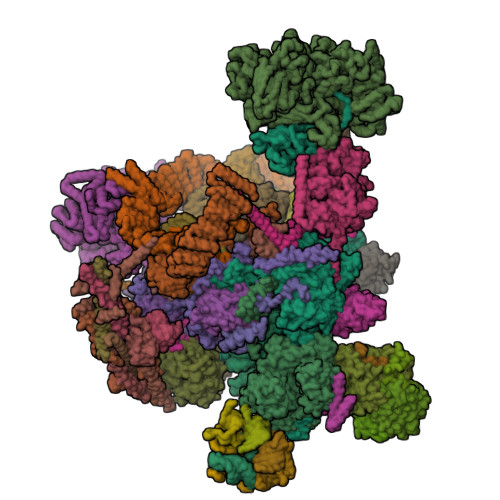 RCSB PDB - 8I0W: The cryo-EM structure of human C complex